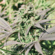 Biddy Early #1 Fast - BIOGENETIC | TanieSianie.pl