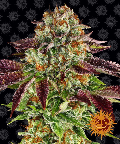 Biscotti Mintz - BARNEY'S FARM | TanieSianie.pl