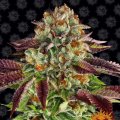 Biscotti Mintz - BARNEY'S FARM
