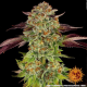 Biscotti Mintz - BARNEY'S FARM | TanieSianie.pl