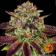 Biscotti Mintz - BARNEY'S FARM | TanieSianie.pl