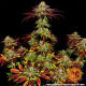 Biscotti Mintz - BARNEY'S FARM | TanieSianie.pl