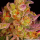 Biscotti Mintz - BARNEY'S FARM | TanieSianie.pl