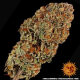 Biscotti Mintz - BARNEY'S FARM | TanieSianie.pl