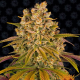 Lemon Tree - BARNEY'S FARM | TanieSianie.pl
