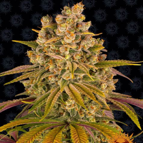 Lemon Tree - BARNEY'S FARM | TanieSianie.pl