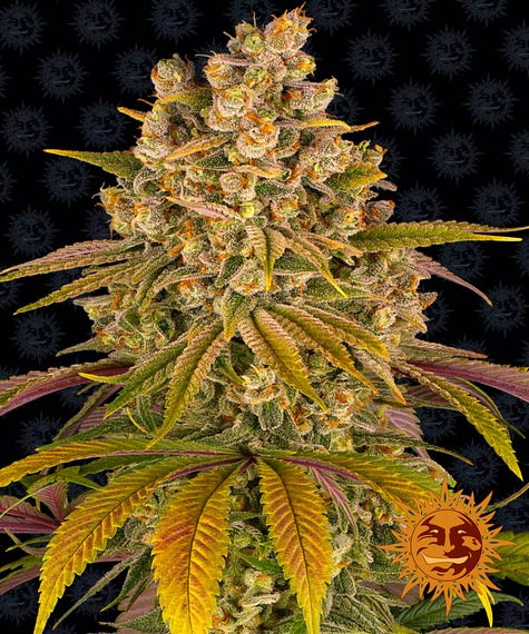 Lemon Tree - BARNEY'S FARM | TanieSianie.pl