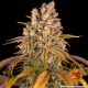Lemon Tree - BARNEY'S FARM | TanieSianie.pl