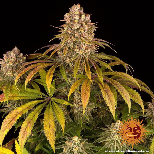 Lemon Tree - BARNEY'S FARM | TanieSianie.pl