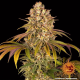Lemon Tree - BARNEY'S FARM | TanieSianie.pl