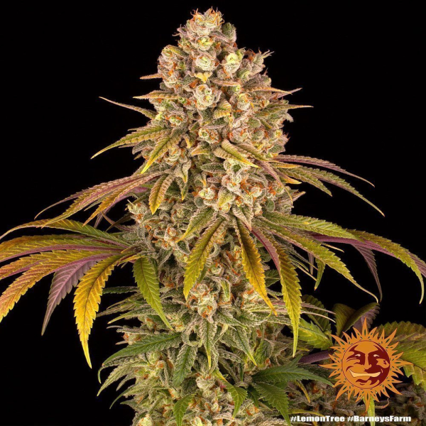Lemon Tree - BARNEY'S FARM | TanieSianie.pl