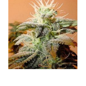 Indoor Mix - FEMALE SEEDS | TanieSianie.pl