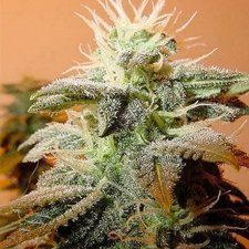 Indoor Mix - FEMALE SEEDS | TanieSianie.pl