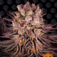 Mimosa x Orange Punch - BARNEY'S FARM | TanieSianie.pl