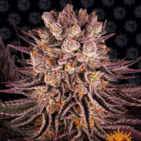 Mimosa x Orange Punch - BARNEY'S FARM | TanieSianie.pl