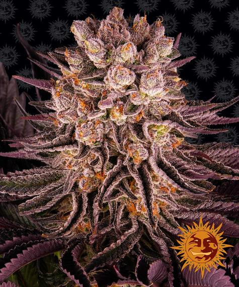 Mimosa x Orange Punch - BARNEY'S FARM | TanieSianie.pl