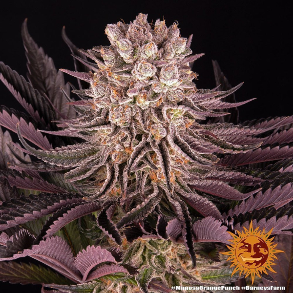 Mimosa x Orange Punch - BARNEY'S FARM | TanieSianie.pl