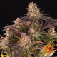 Mimosa x Orange Punch - BARNEY'S FARM | TanieSianie.pl