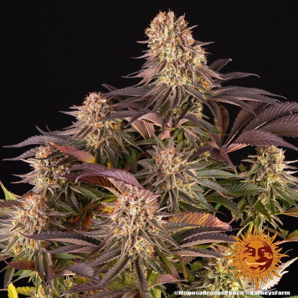 Mimosa x Orange Punch - BARNEY'S FARM | TanieSianie.pl