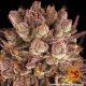 Mimosa x Orange Punch - BARNEY'S FARM | TanieSianie.pl