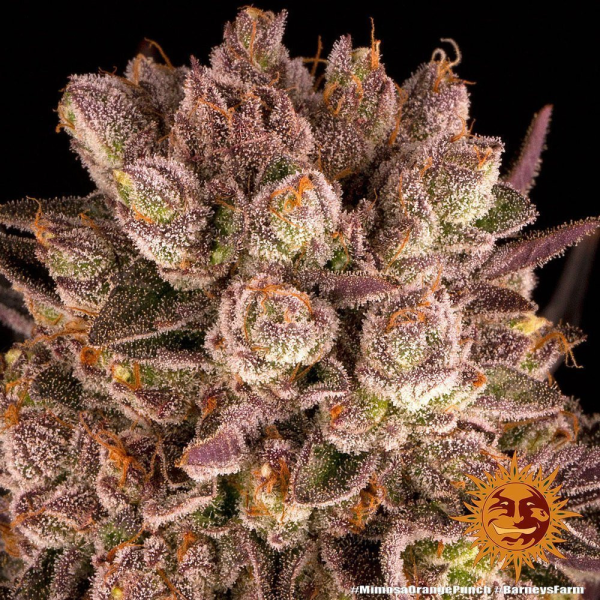 Mimosa x Orange Punch - BARNEY'S FARM | TanieSianie.pl