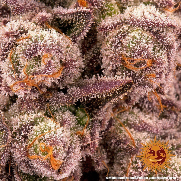 Mimosa x Orange Punch - BARNEY'S FARM | TanieSianie.pl