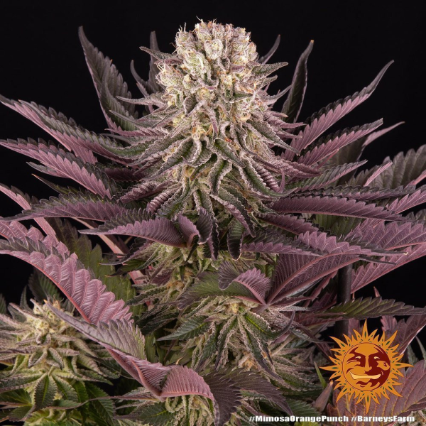 Mimosa x Orange Punch - BARNEY'S FARM | TanieSianie.pl