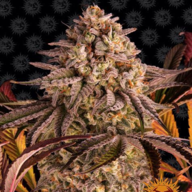Blue Sunset Sherbert - BARNEY'S FARM | TanieSianie.pl