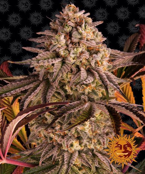 Blue Sunset Sherbert - BARNEY'S FARM | TanieSianie.pl