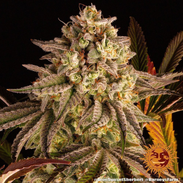 Blue Sunset Sherbert - BARNEY'S FARM | TanieSianie.pl
