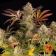Blue Sunset Sherbert - BARNEY'S FARM | TanieSianie.pl