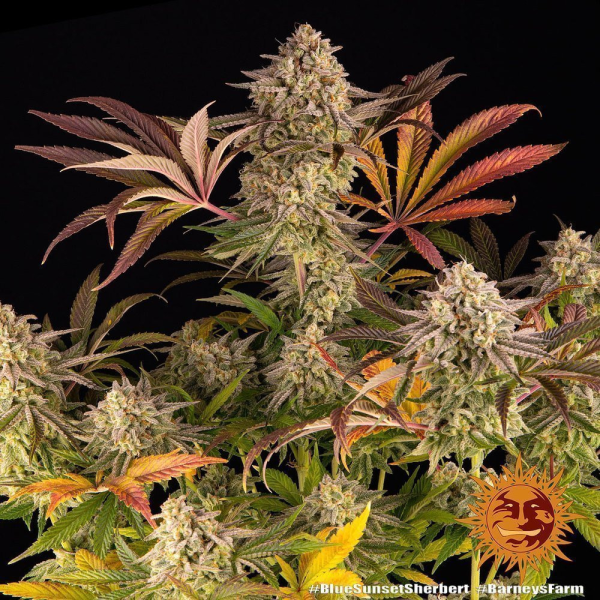 Blue Sunset Sherbert - BARNEY'S FARM | TanieSianie.pl