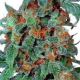 Orange Bud - DUTCH PASSION | TanieSianie.pl