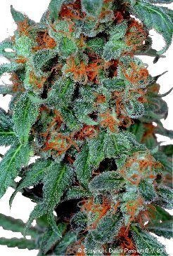 Orange Bud - DUTCH PASSION | TanieSianie.pl