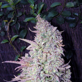 Maroc - FEMALE SEEDS | TanieSianie.pl