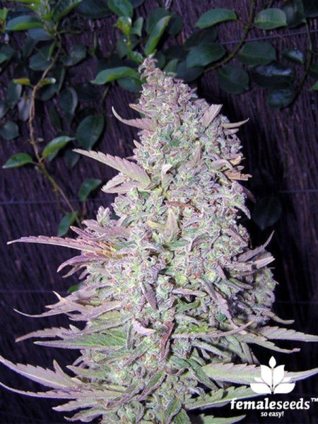 Maroc - FEMALE SEEDS | TanieSianie.pl