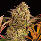 Blue Sunset Sherbert - BARNEY'S FARM | TanieSianie.pl