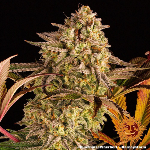 Blue Sunset Sherbert - BARNEY'S FARM | TanieSianie.pl