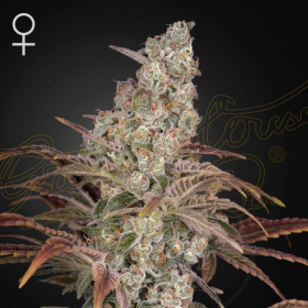 Jack’s Dream - GREEN HOUSE SEEDS | TanieSianie.pl