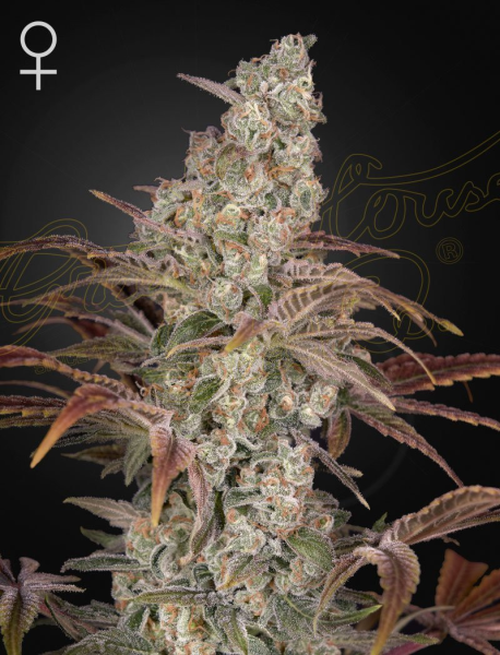 Jack’s Dream - GREEN HOUSE SEEDS | TanieSianie.pl