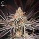 Dark Phoenix - GREEN HOUSE SEEDS | TanieSianie.pl