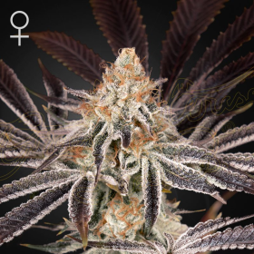 Dark Phoenix - GREEN HOUSE SEEDS | TanieSianie.pl