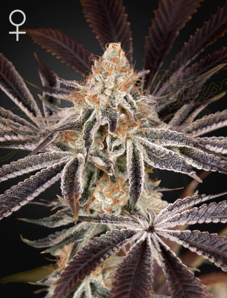 Dark Phoenix - GREEN HOUSE SEEDS | TanieSianie.pl