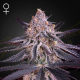 King's Juice - GREEN HOUSE SEEDS | TanieSianie.pl
