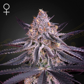 King's Juice - GREEN HOUSE SEEDS | TanieSianie.pl