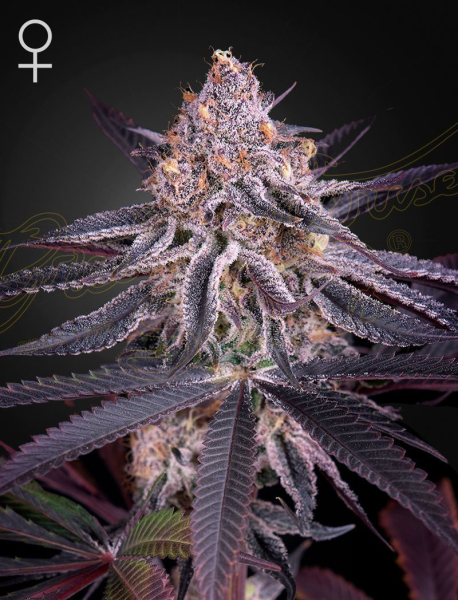 King's Juice - GREEN HOUSE SEEDS | TanieSianie.pl