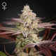 Chemical Bride - GREEN HOUSE SEEDS | TanieSianie.pl