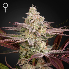 Chemical Bride - GREEN HOUSE SEEDS | TanieSianie.pl