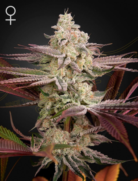 Chemical Bride - GREEN HOUSE SEEDS | TanieSianie.pl