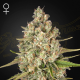 Lost Pearl - GREEN HOUSE SEEDS | TanieSianie.pl